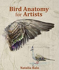Bird Anatomy for Artists Comprehensive Guide to Drawing Birds for Artists and Bird Lovers