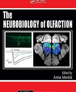 The Neurobiology of Olfaction